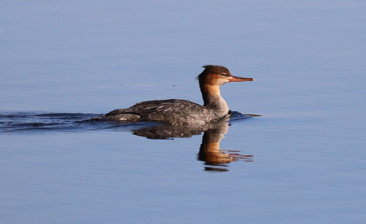 Red-breasted Merganser - maggie peretto