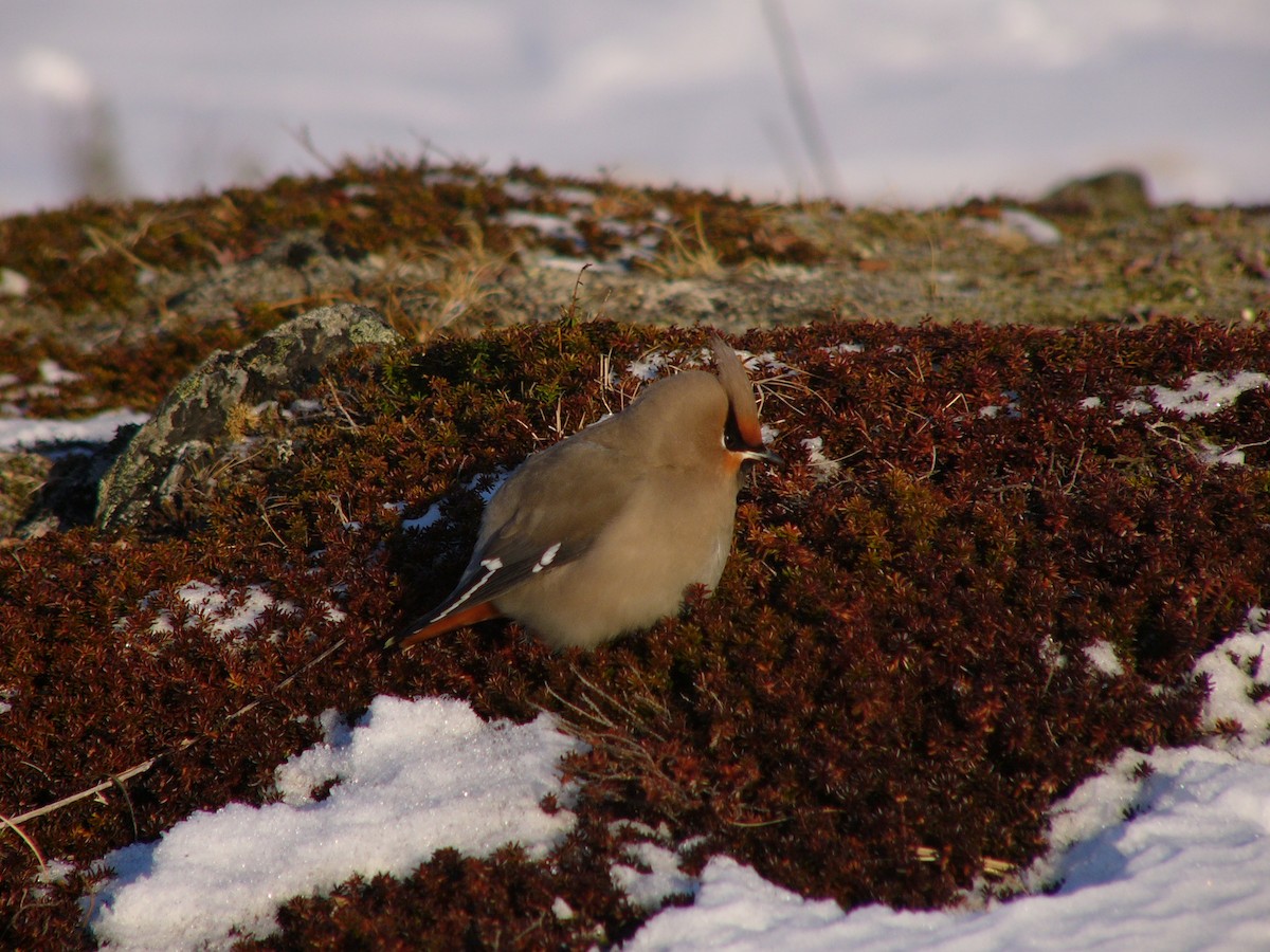 Шивэр энхэт бялзуухай - ML277412341