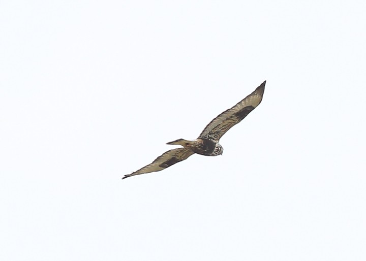 Rough-legged Hawk - Lori Widmann