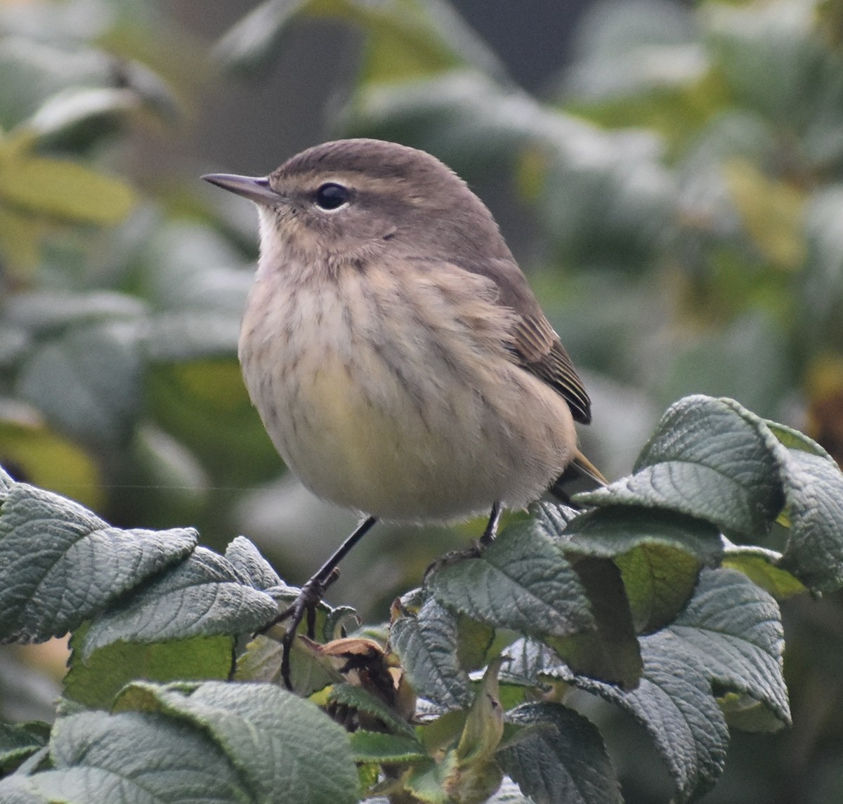 Palm Warbler - ML277413341