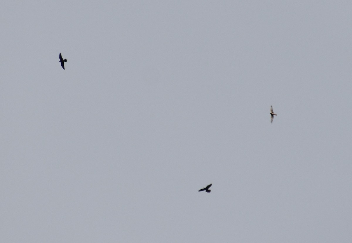 Peregrine Falcon - ML277413401