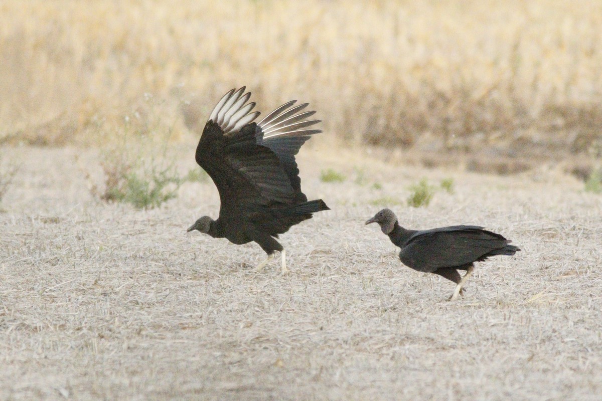 Black Vulture - Jorge Claudio Schlemmer