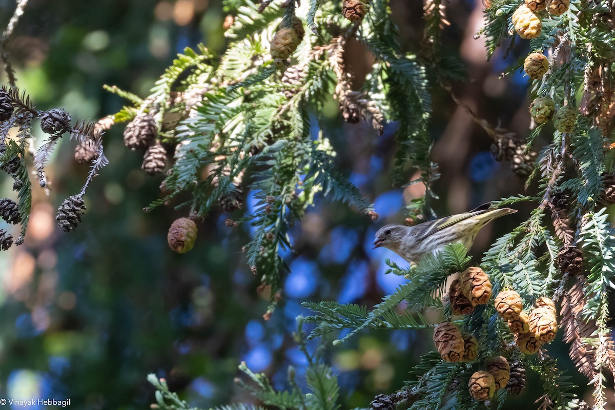 Pine Siskin - Vinayak Hebbagil