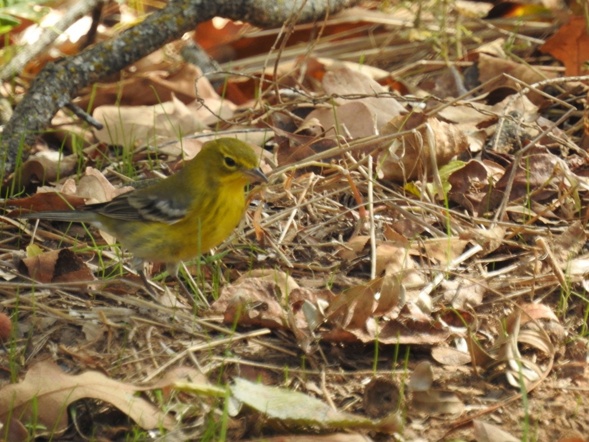 Pine Warbler - ML277417351