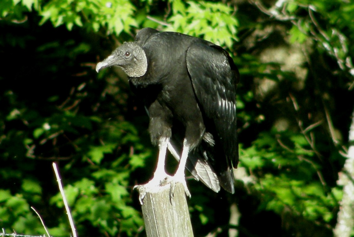 Black Vulture - ML277418761