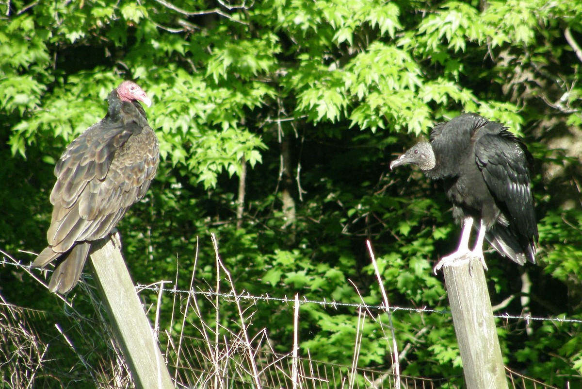 Black Vulture - ML277418871