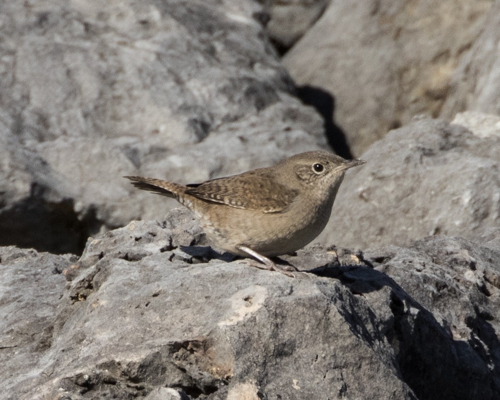 House Wren - ML277419381