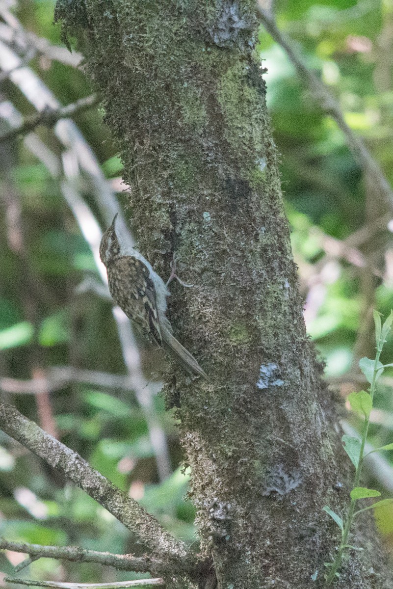 Eurasian Treecreeper - ML277420281