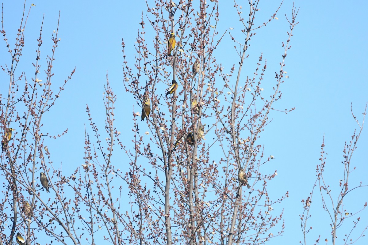 Evening Grosbeak - ML277421091