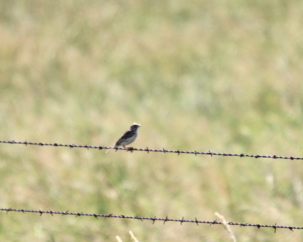 Savannah Sparrow (Savannah) - Daniel S.