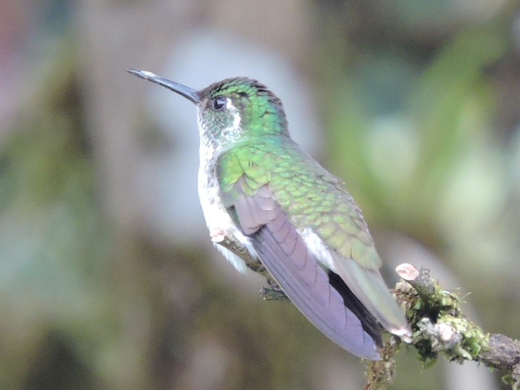 White-bellied Mountain-gem - Ann Van Denburgh