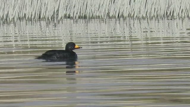 Black Scoter - ML277432411