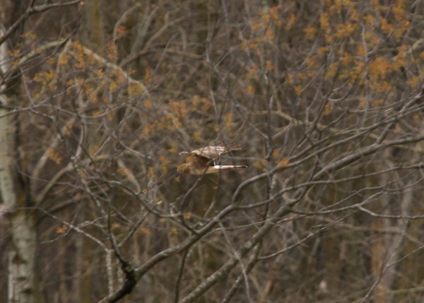 Northern Harrier - Lori Widmann