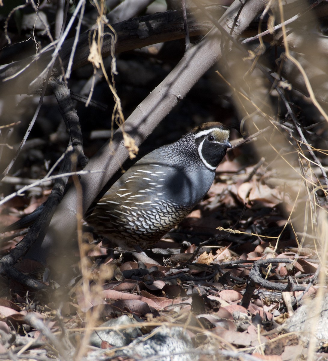 California Quail - ML277433911