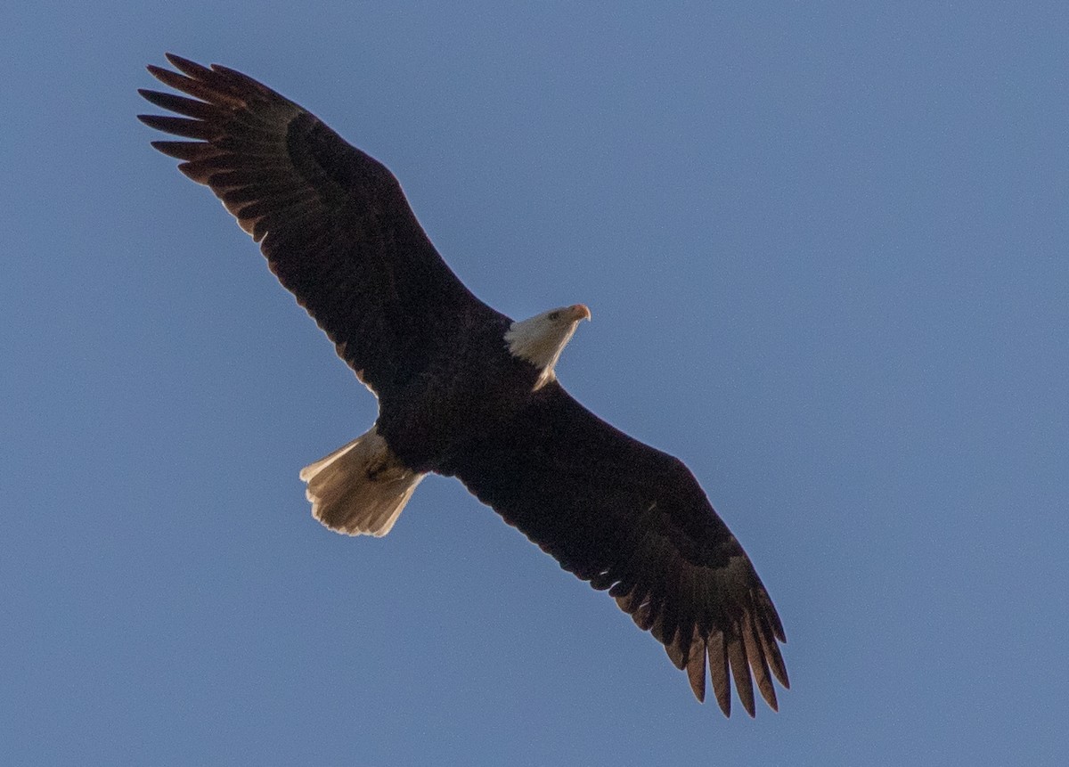 Bald Eagle - ML277436821