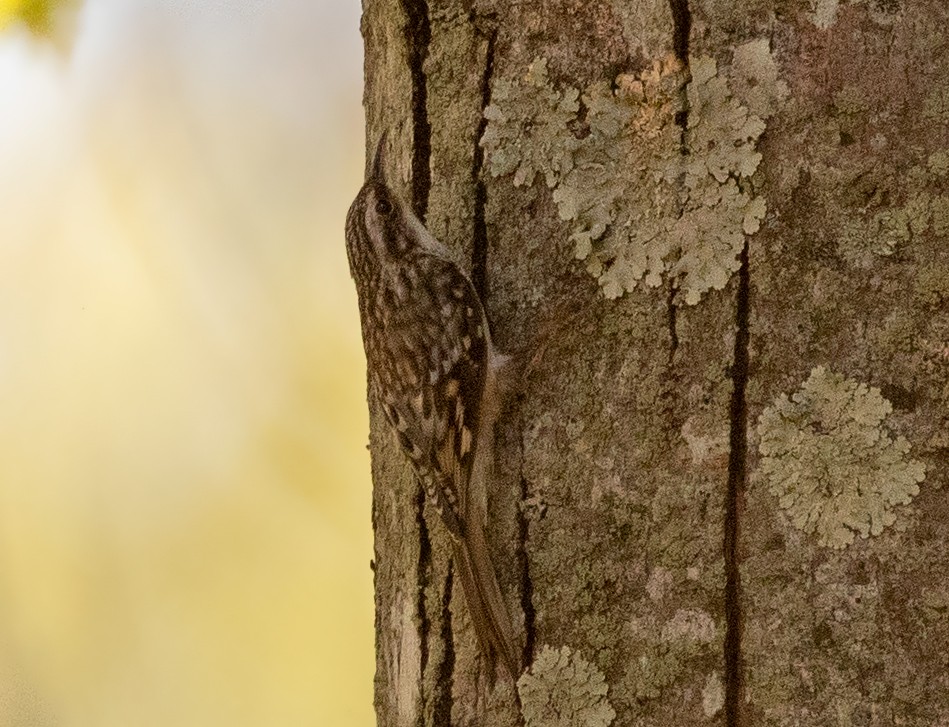 Brown Creeper - ML277437001