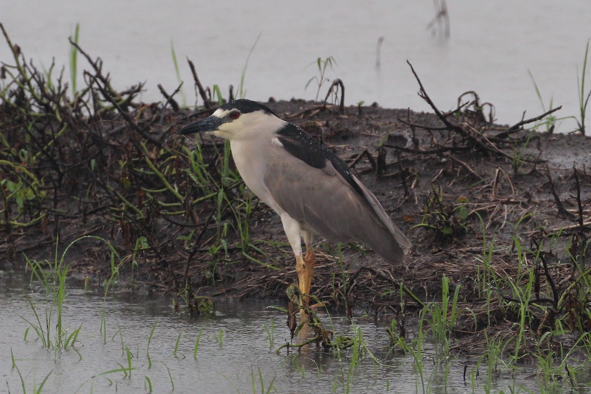 Black-crowned Night Heron - ML277437141