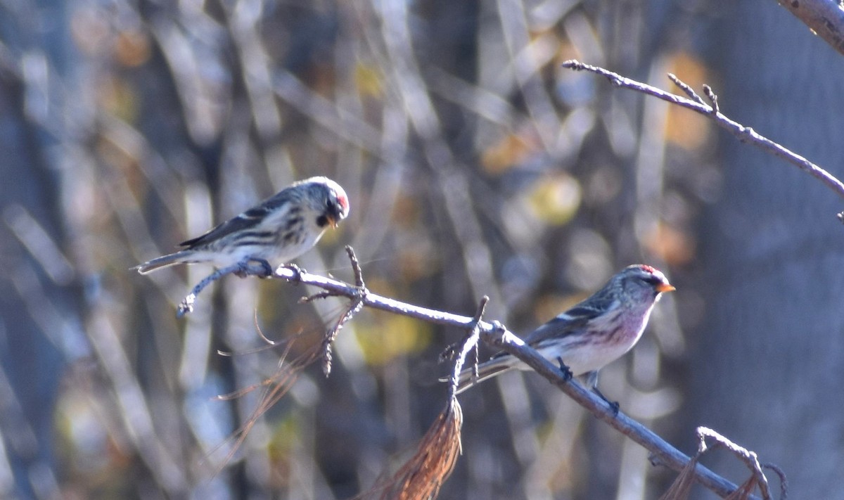 Common Redpoll - ML277437161