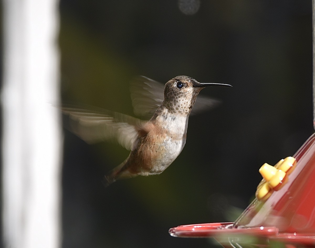 Rufous Hummingbird - Byron Young