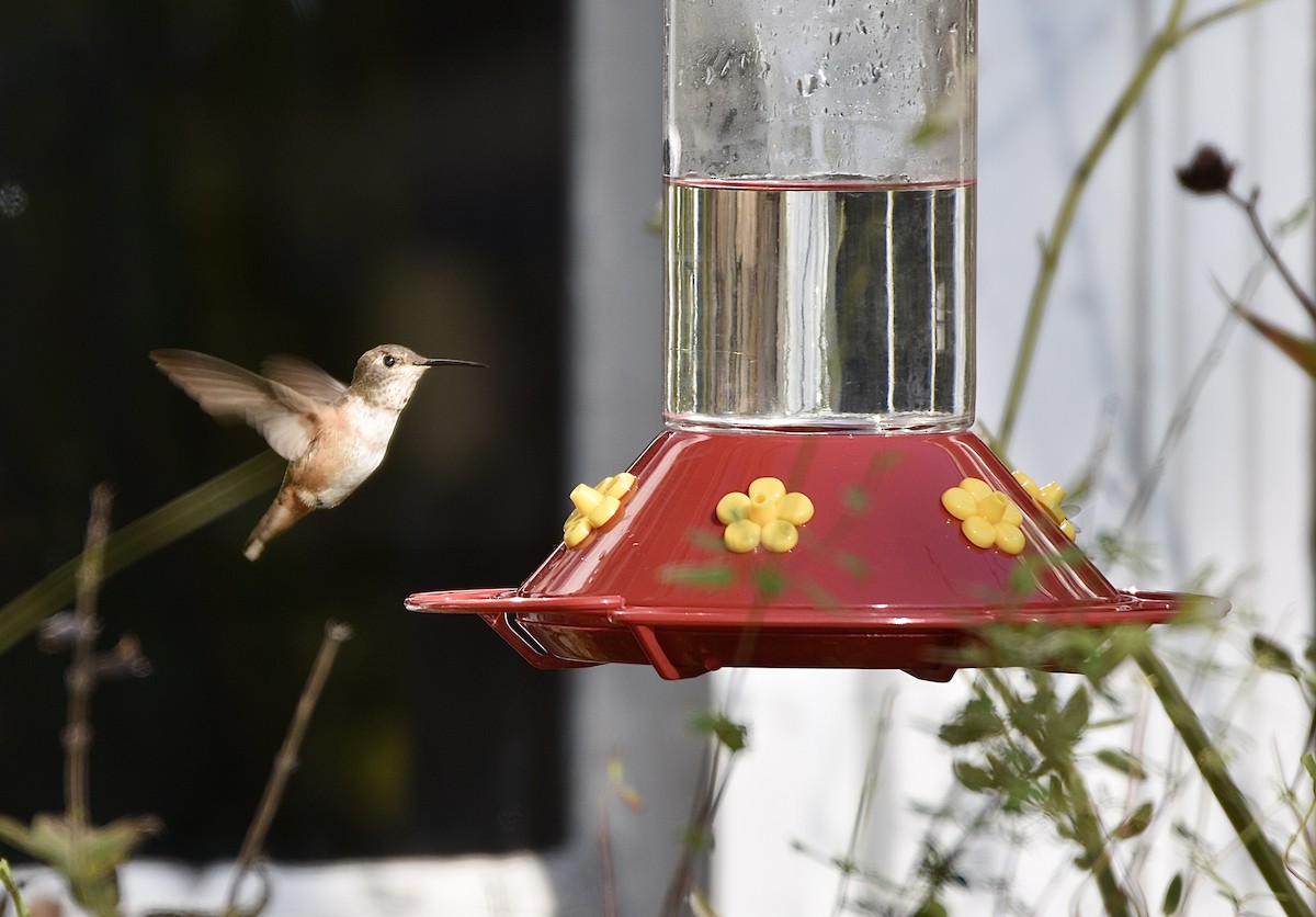 Kızıl Sırtlı Kolibri - ML277437711