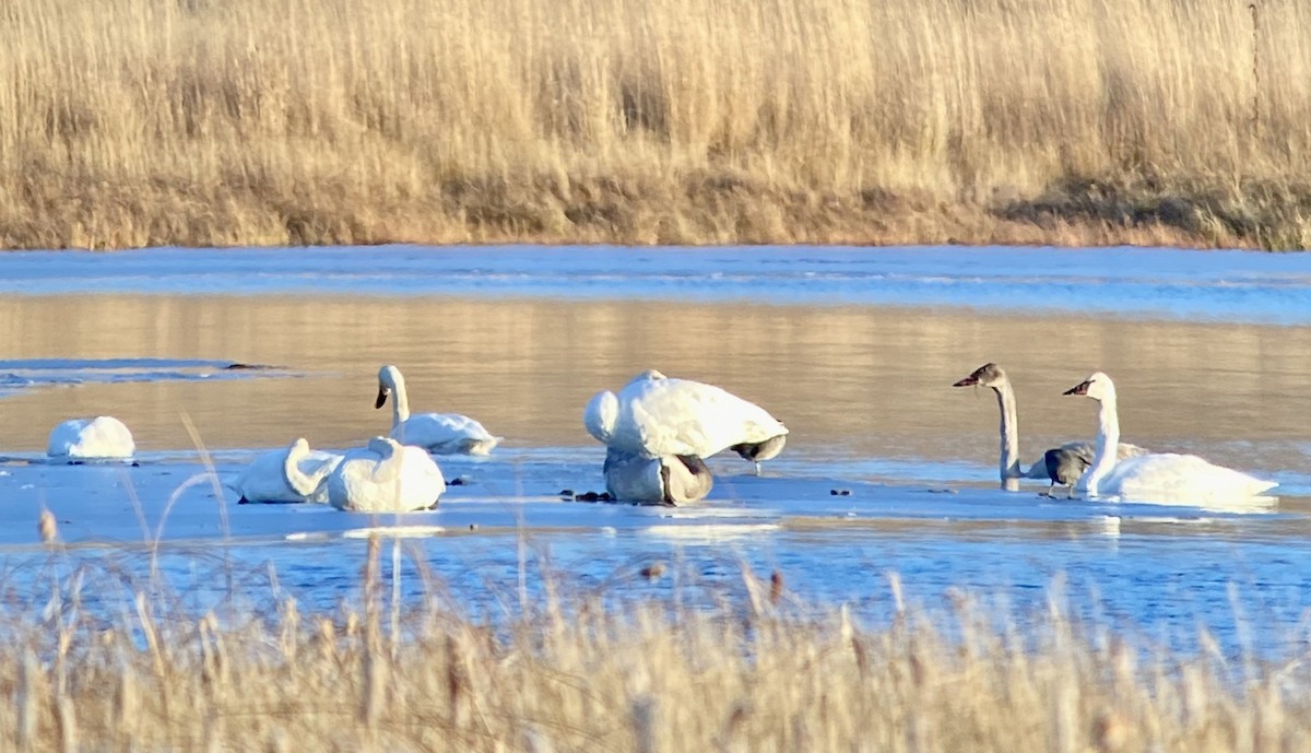 Trumpeter Swan - ML277438651