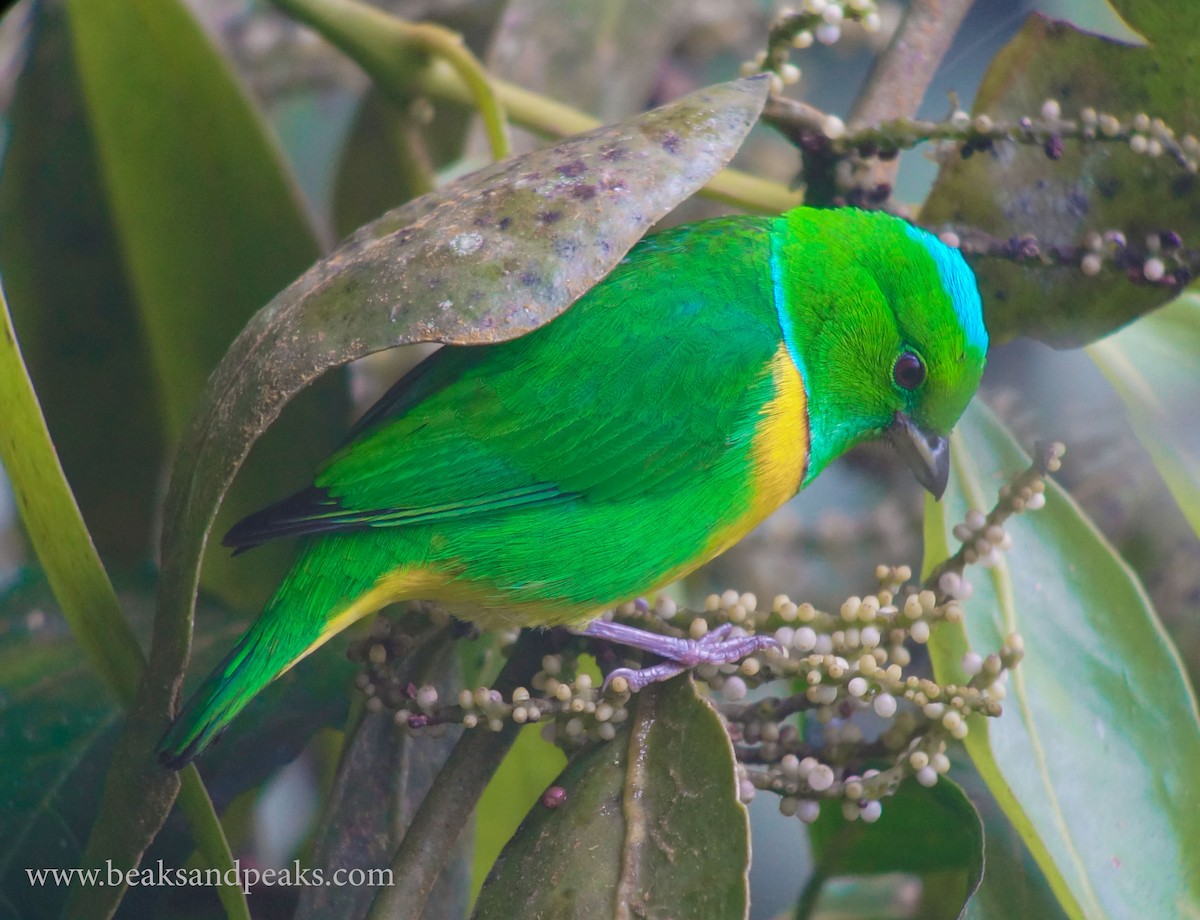 Blue-crowned Chlorophonia - ML27744161