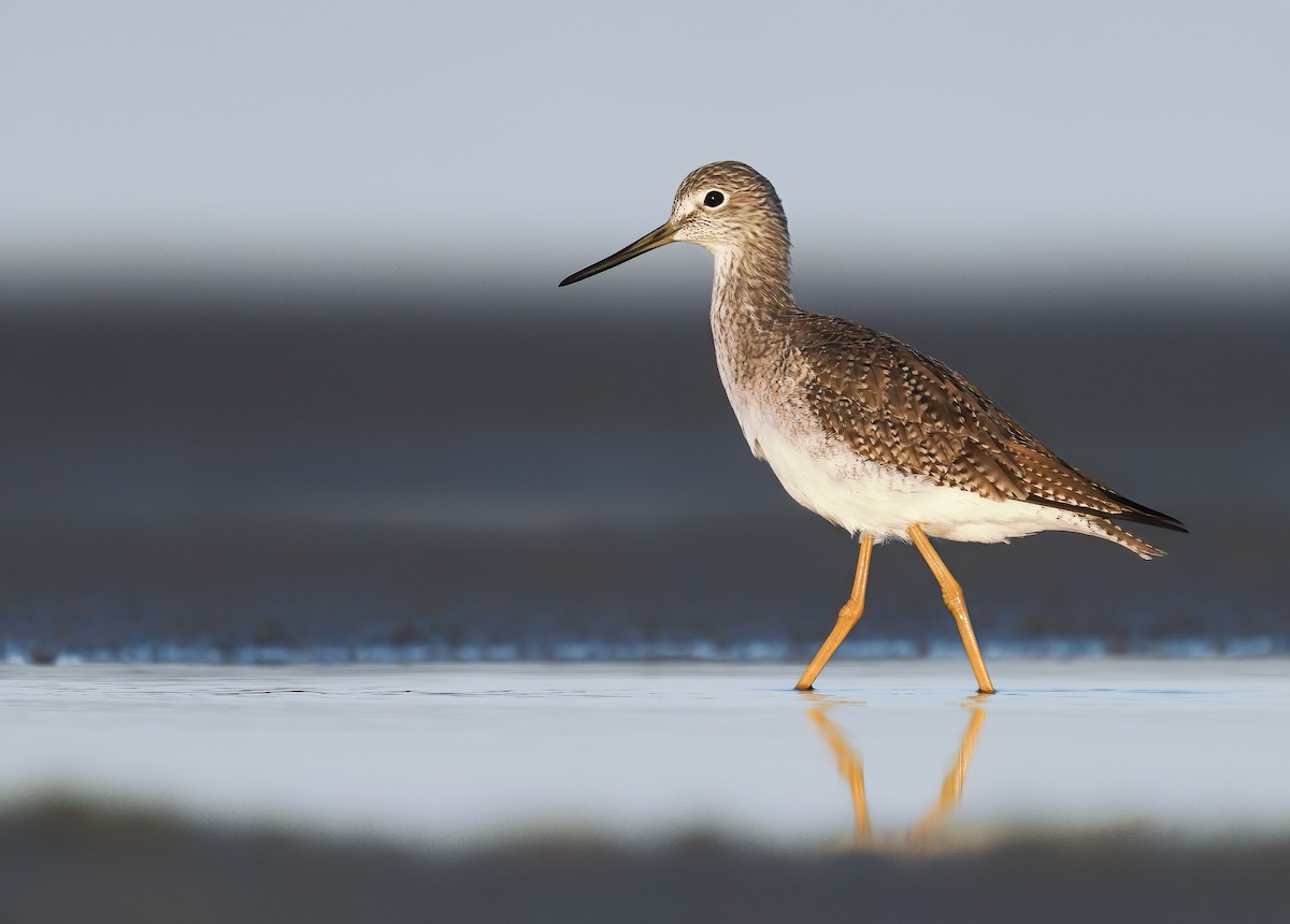 Greater Yellowlegs - ML277441831