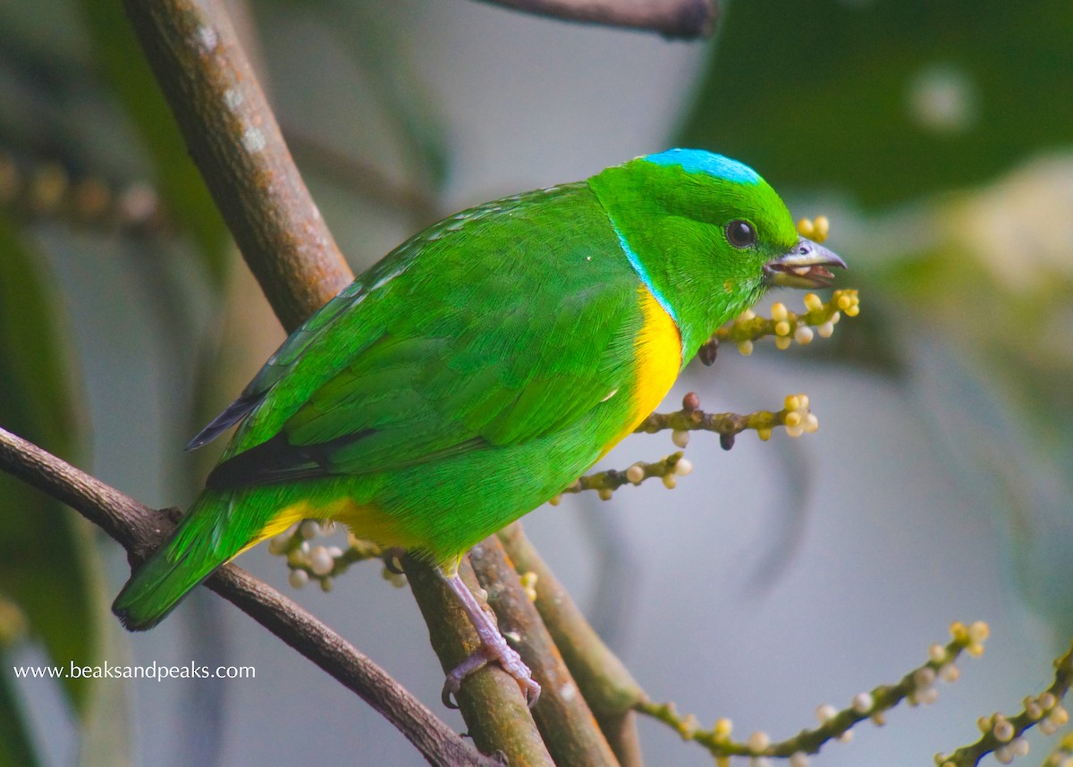 Blue-crowned Chlorophonia - William Orellana (Beaks and Peaks)