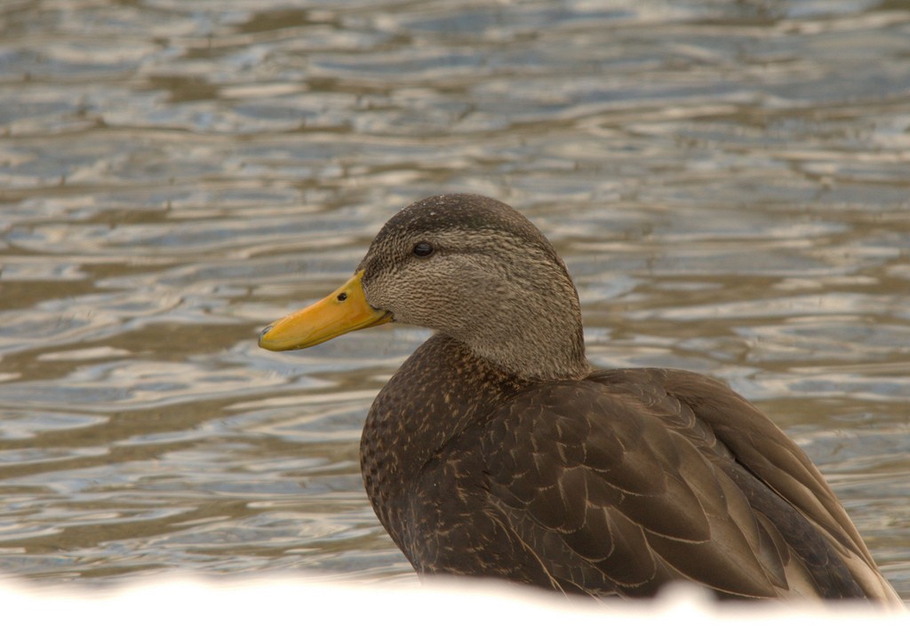 Canard noir - ML27744241
