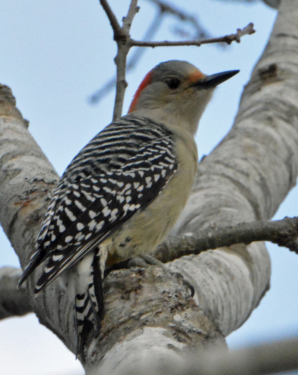 Red-bellied Woodpecker - Michael J Good