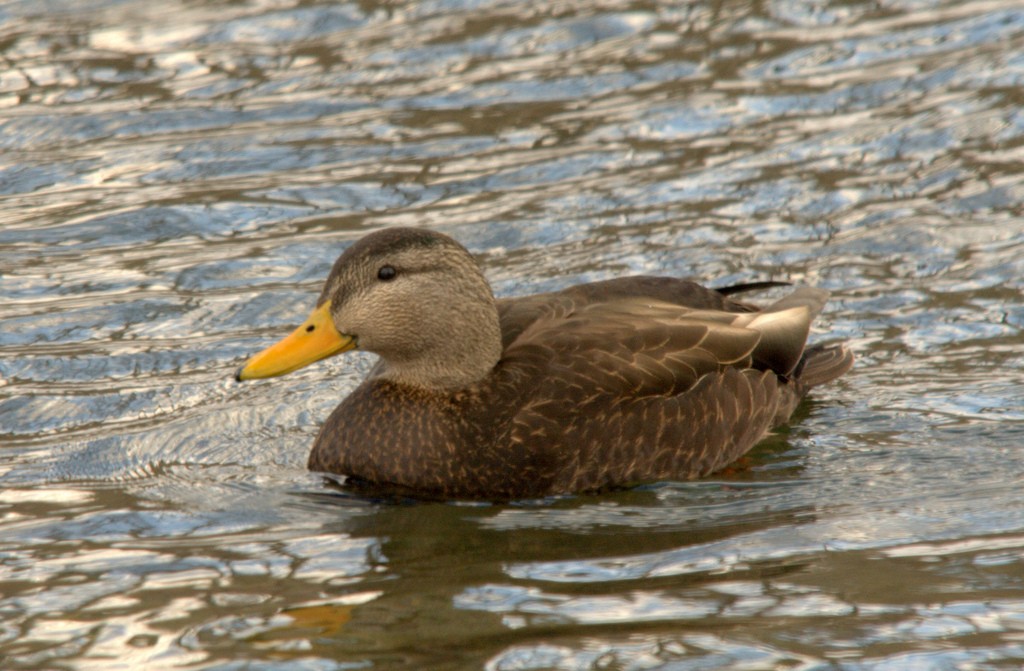 Canard noir - ML27744311