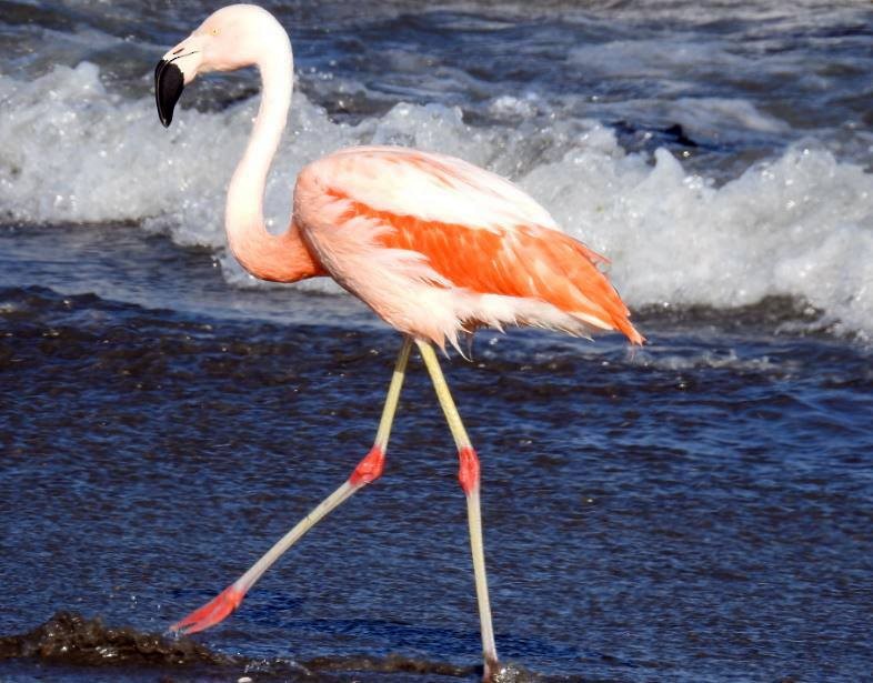 Chilean Flamingo - ML277443491