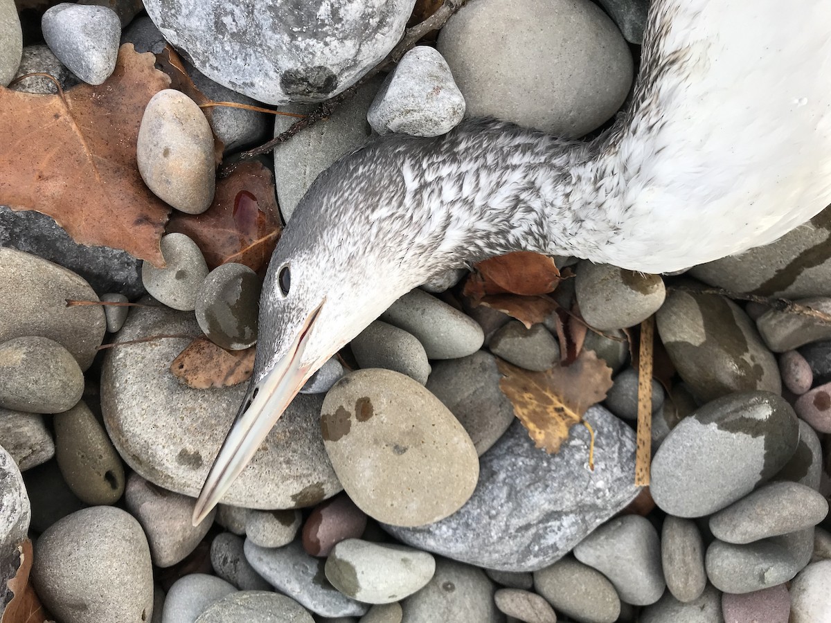 Red-throated Loon - Jay Chapman