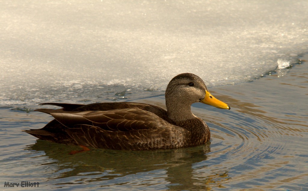 Canard noir - ML27744371