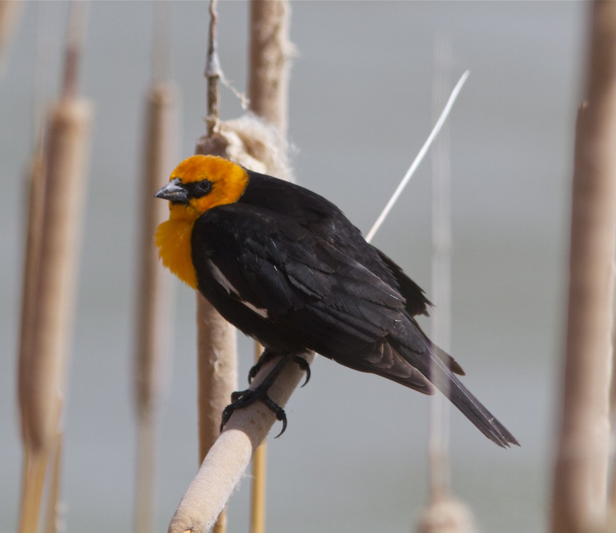 Yellow-headed Blackbird - Holly Merker