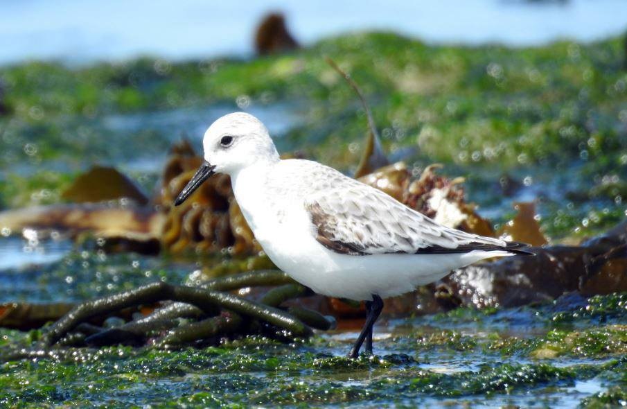 Sanderling - Marcio Kerbage