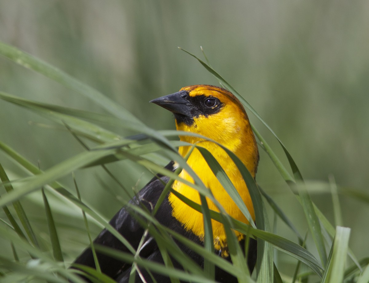 Yellow-headed Blackbird - ML27744451