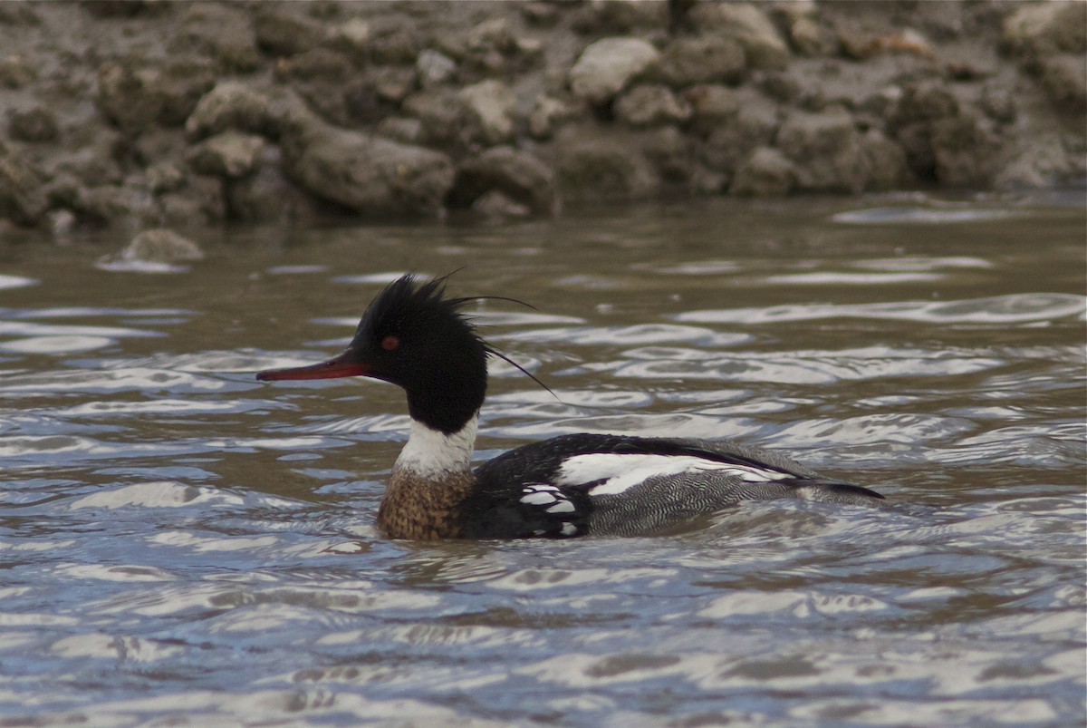 Red-breasted Merganser - ML27744521