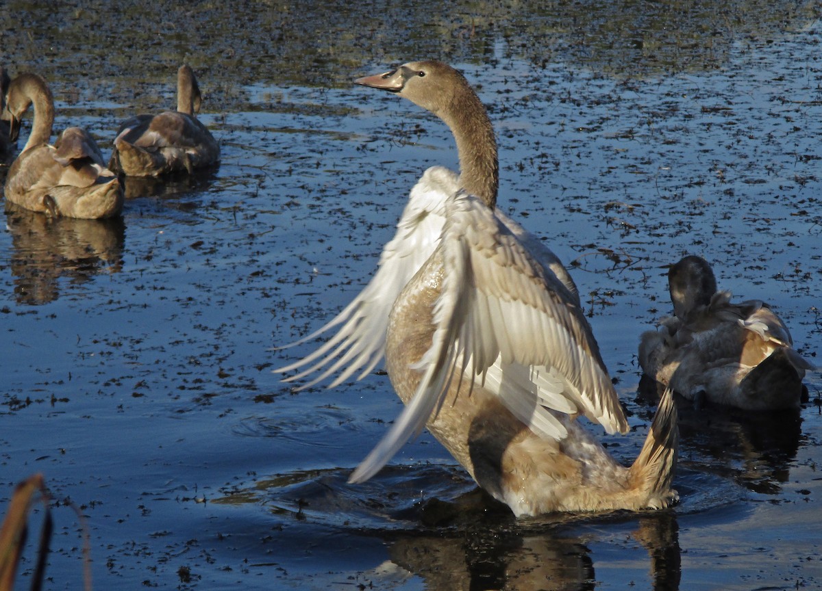 Хуруут хун - ML277445591