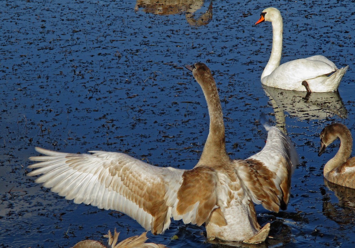 Хуруут хун - ML277445651