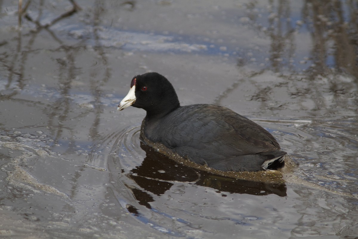 American Coot (Red-shielded) - Holly Merker