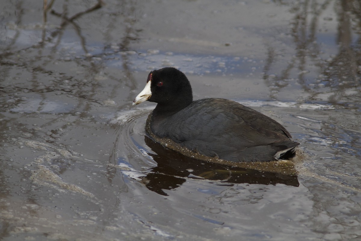 American Coot (Red-shielded) - ML27744591