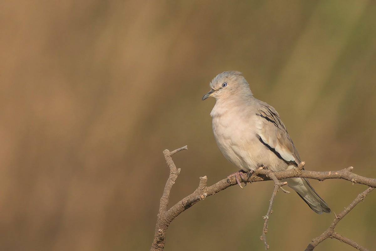 Picui Ground Dove - ML277448411