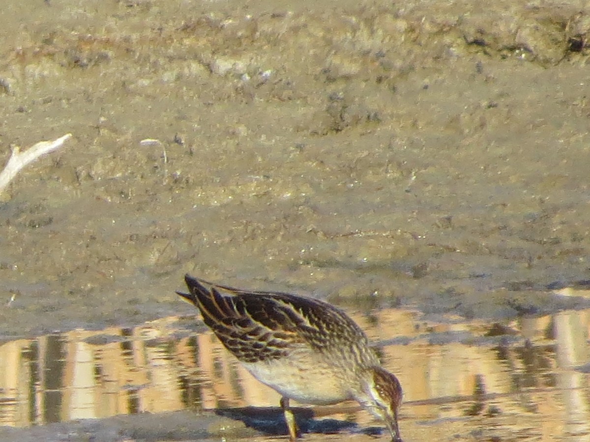 Sharp-tailed Sandpiper - ML277449521