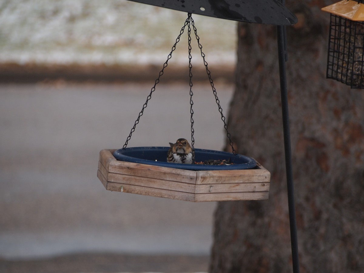 Harris's Sparrow - ML277449861