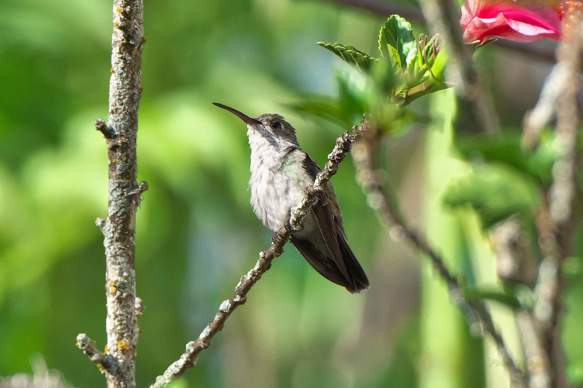 White-bellied Hummingbird - Paul Tavares