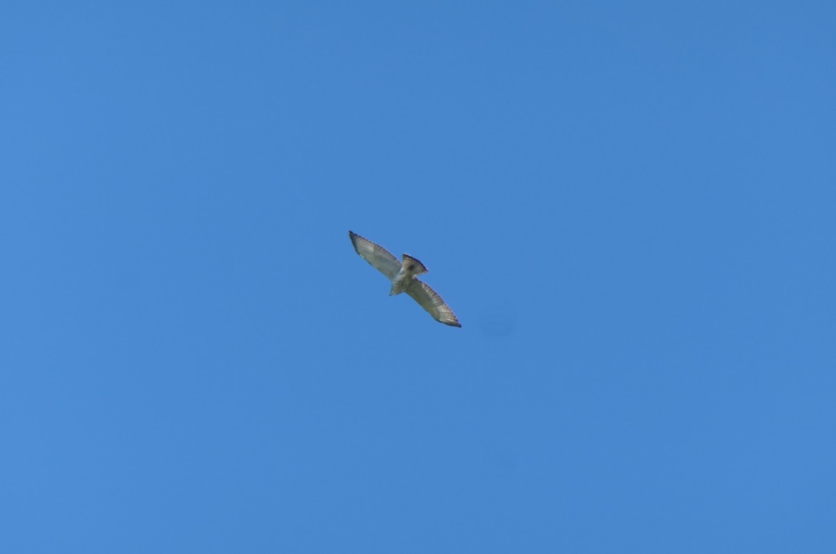 Broad-winged Hawk - Jacob Saucier