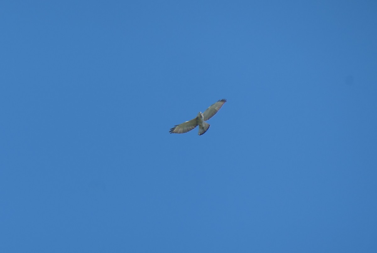 Broad-winged Hawk - Jacob Saucier