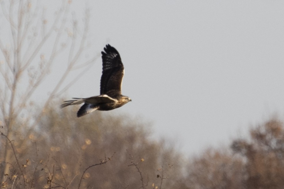 Rough-legged Hawk - Jenna Tranum