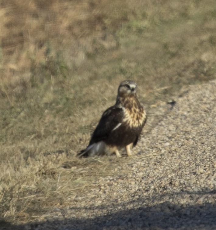 Rough-legged Hawk - ML277453771